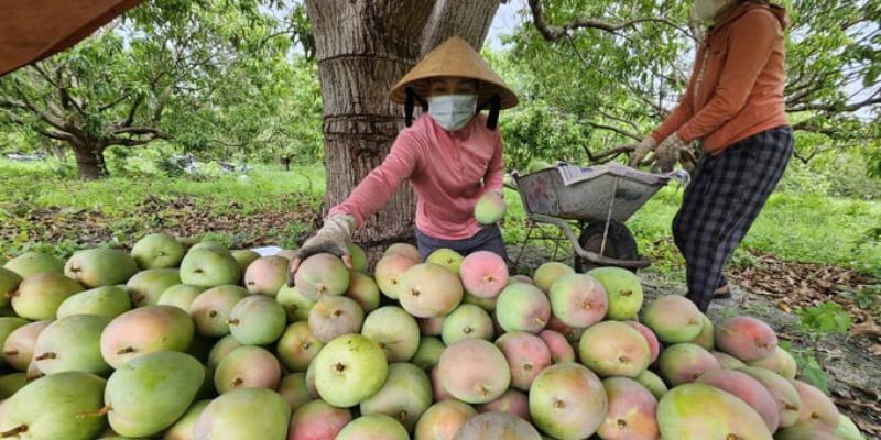 Xoài Hữu Cơ Từ Tâm – Lựa Chọn Cho Tương Lai Bền Vững 