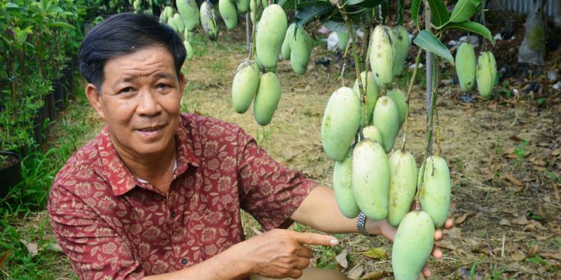 Xoài sạch Đồng Tháp  giữ trọn dinh dưỡng 
