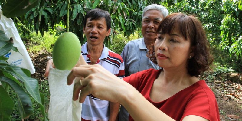 Xoài Sạch cung cấp nông sản đảm bảo tiêu chuẩn an toàn 