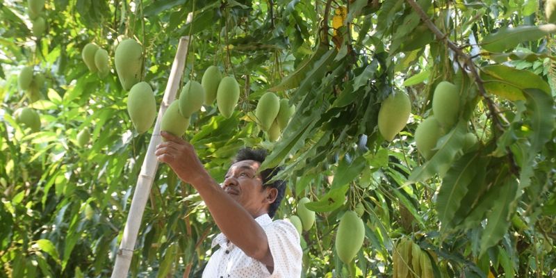 Xoài sạch ngon được thu hoạch đúng độ chín
