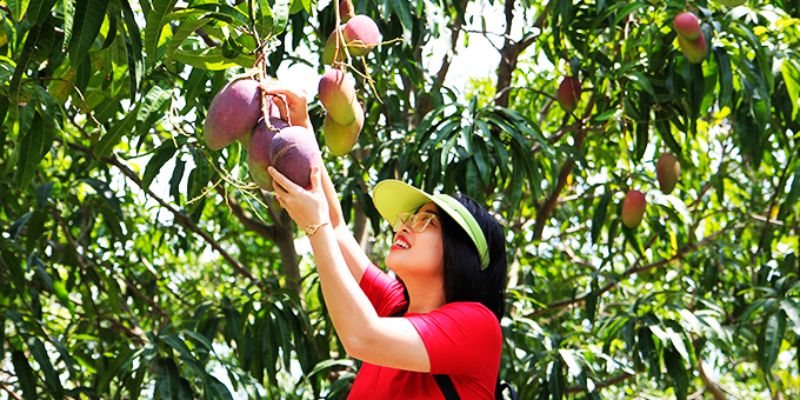Xoài sạch từ Mỹ Xương được đánh giá cao 