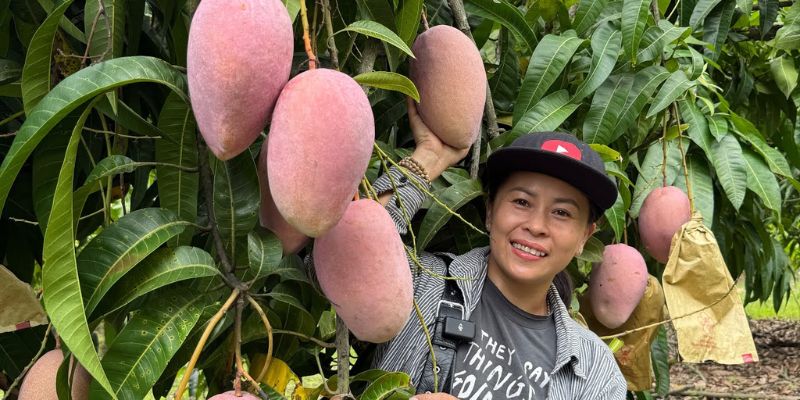 Xoài Sạch cung cấp sản phẩm chất lượng 