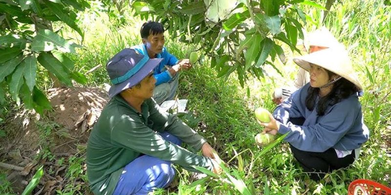 Xoài Sạch Từ Tâm – Gửi Trọn Tình Yêu Vào Nông Sản Sạch 