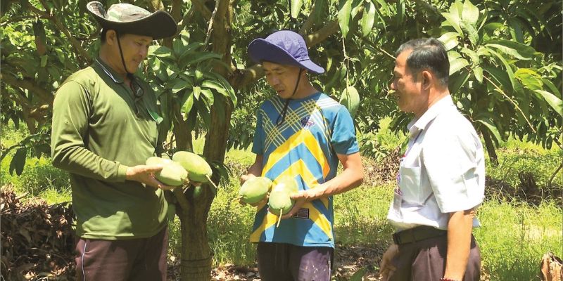 Xoài sạch từ tâm là cam kết của chúng tôi 