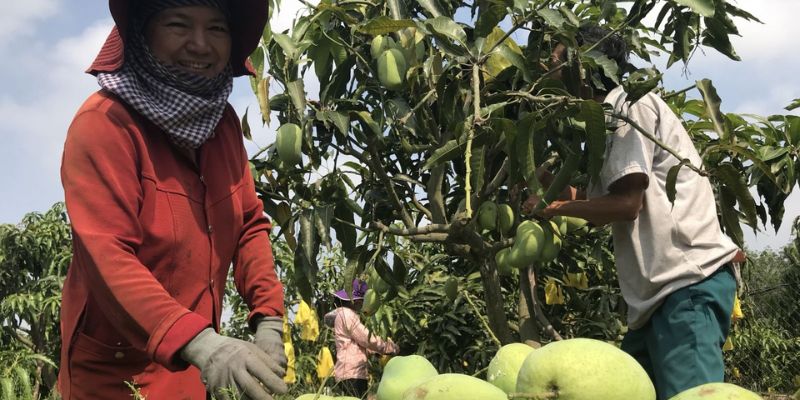 Xoài được cung cấp từ những địa phương nổi tiếng 