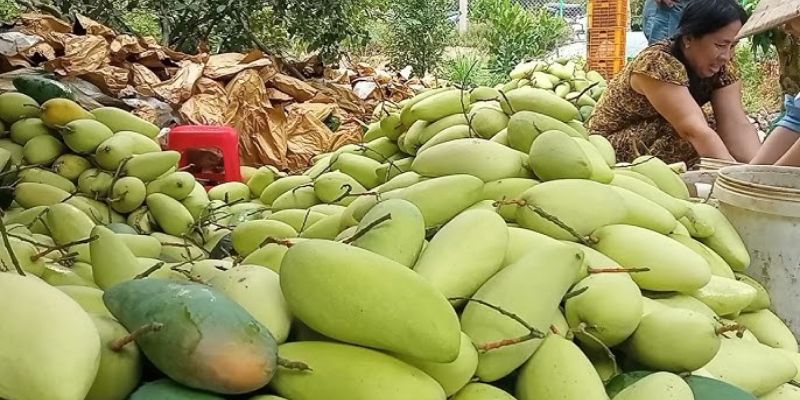 Xoài sạch từ vườn nhà – Chất lượng đảm bảo tuyệt đối 