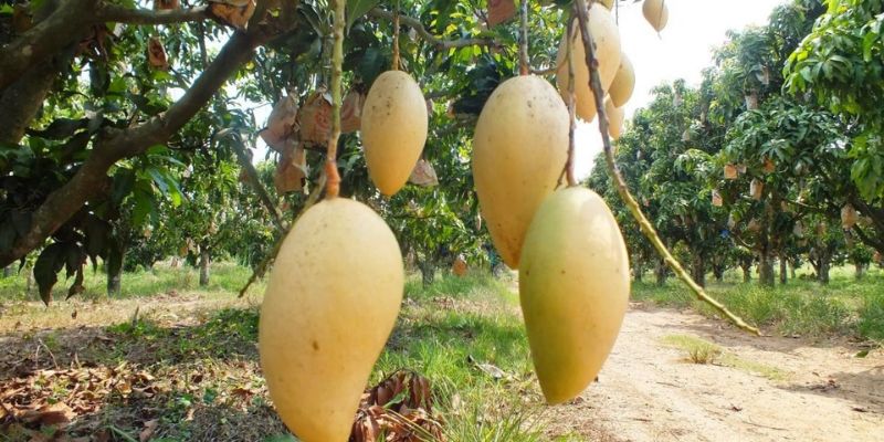 Xoài sạch từ vườn nhà có hướng vị thơm ngon đặc trưng 