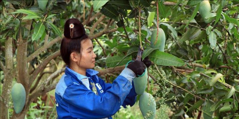 Xoài Sạch cung cấp các loại nông sản chất lượng 