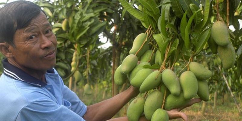Xoài Thuận Thiên – Ưu Tiên Sức Khỏe Người Tiêu Dùng 