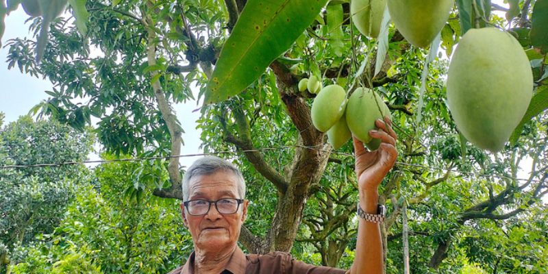 Xoài thuận thiên nói không với thuốc bảo vệ hóa học 