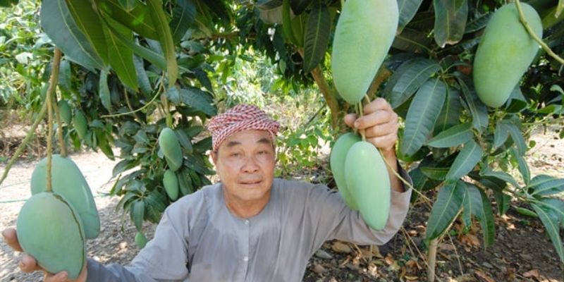 Xoài Sạch với sản phẩm có thông tin rõ ràng