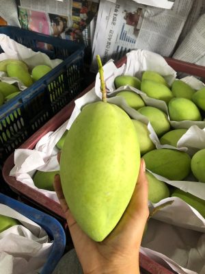 Tình hình sản xuất xoài những tháng cuối năm tại Đồng Tháp