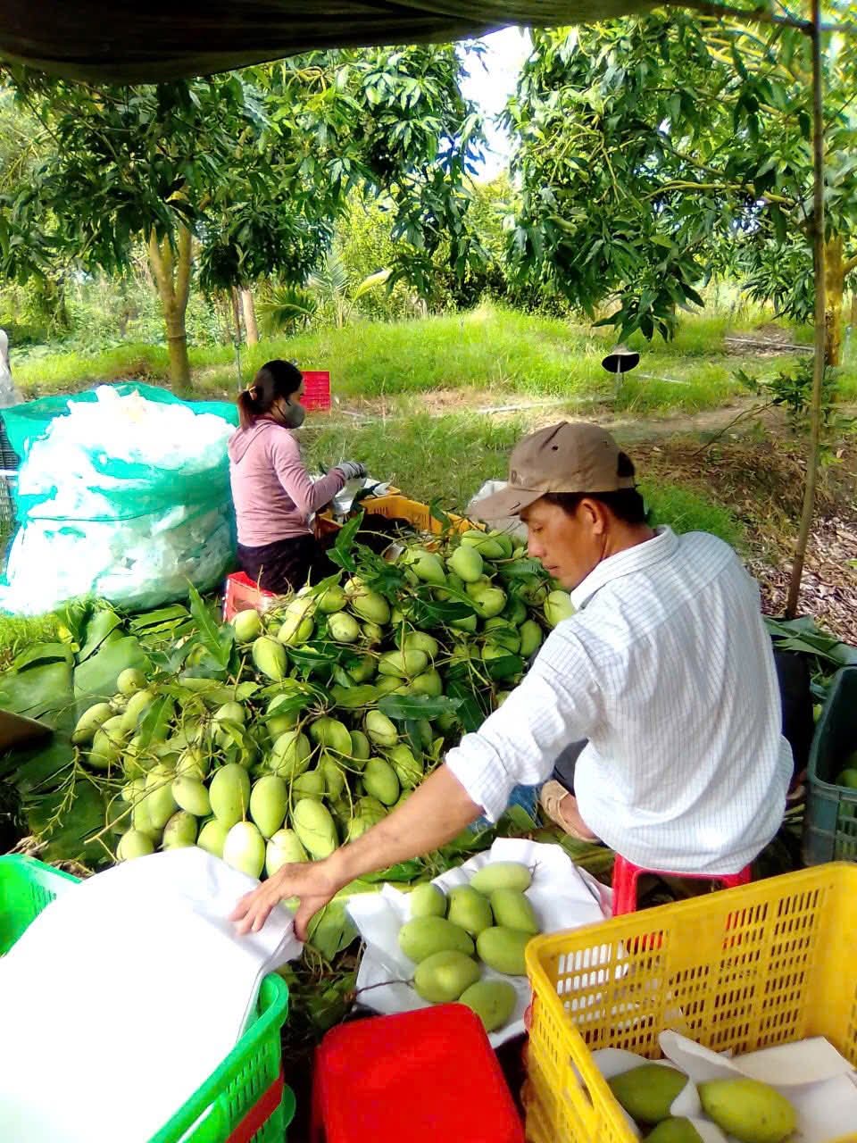 Tình hình sản xuất xoài những tháng cuối năm tại Đồng Tháp