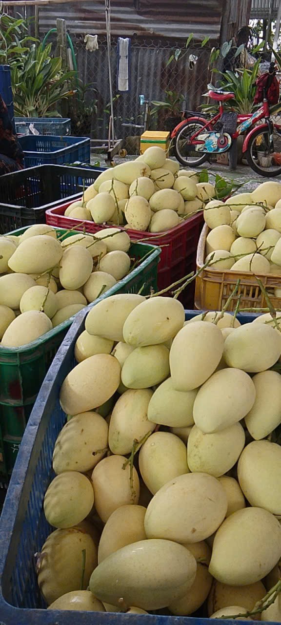 Xoài cát chu giá hôm nay bao nhiêu?